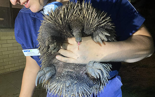 Echidna rescue